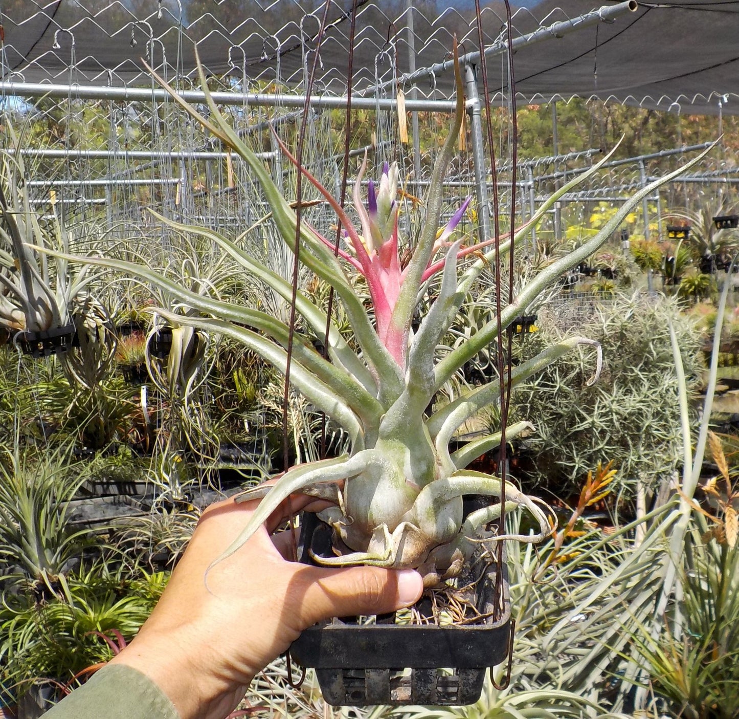 Tillandsia Rex. (Showtime x Gorgon)