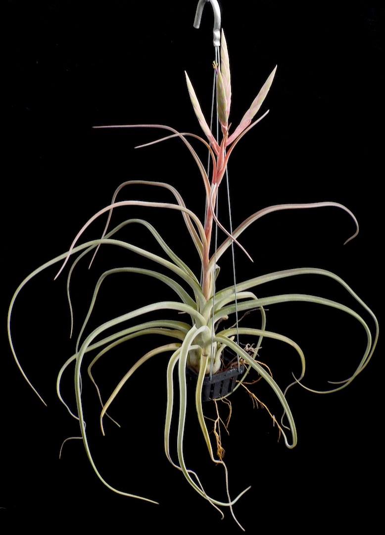 Tillandsia Stan Watanabe. (baileyi x streptophylla)