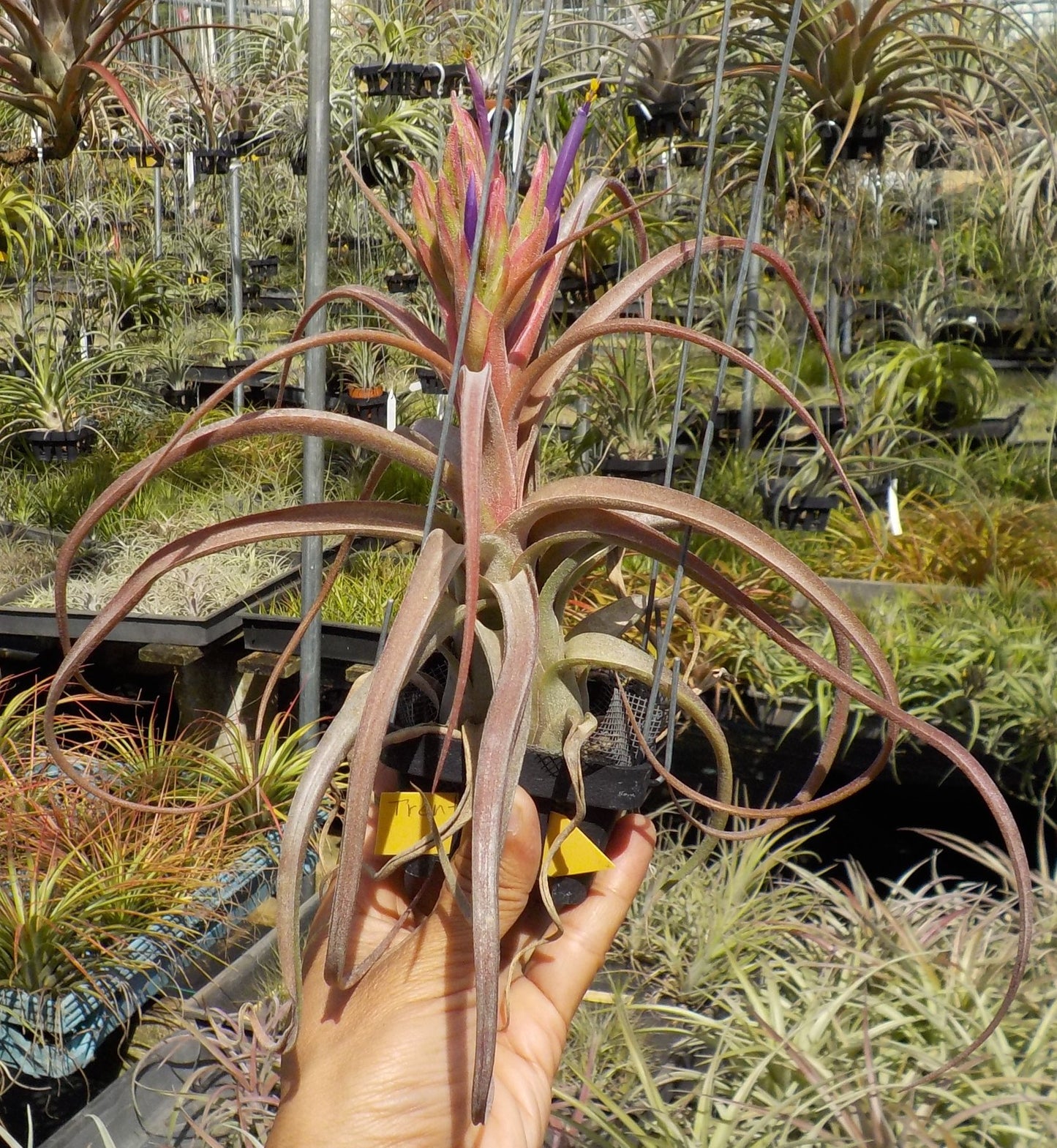 Tillandsia Trent. (Aleta x streptophylla)