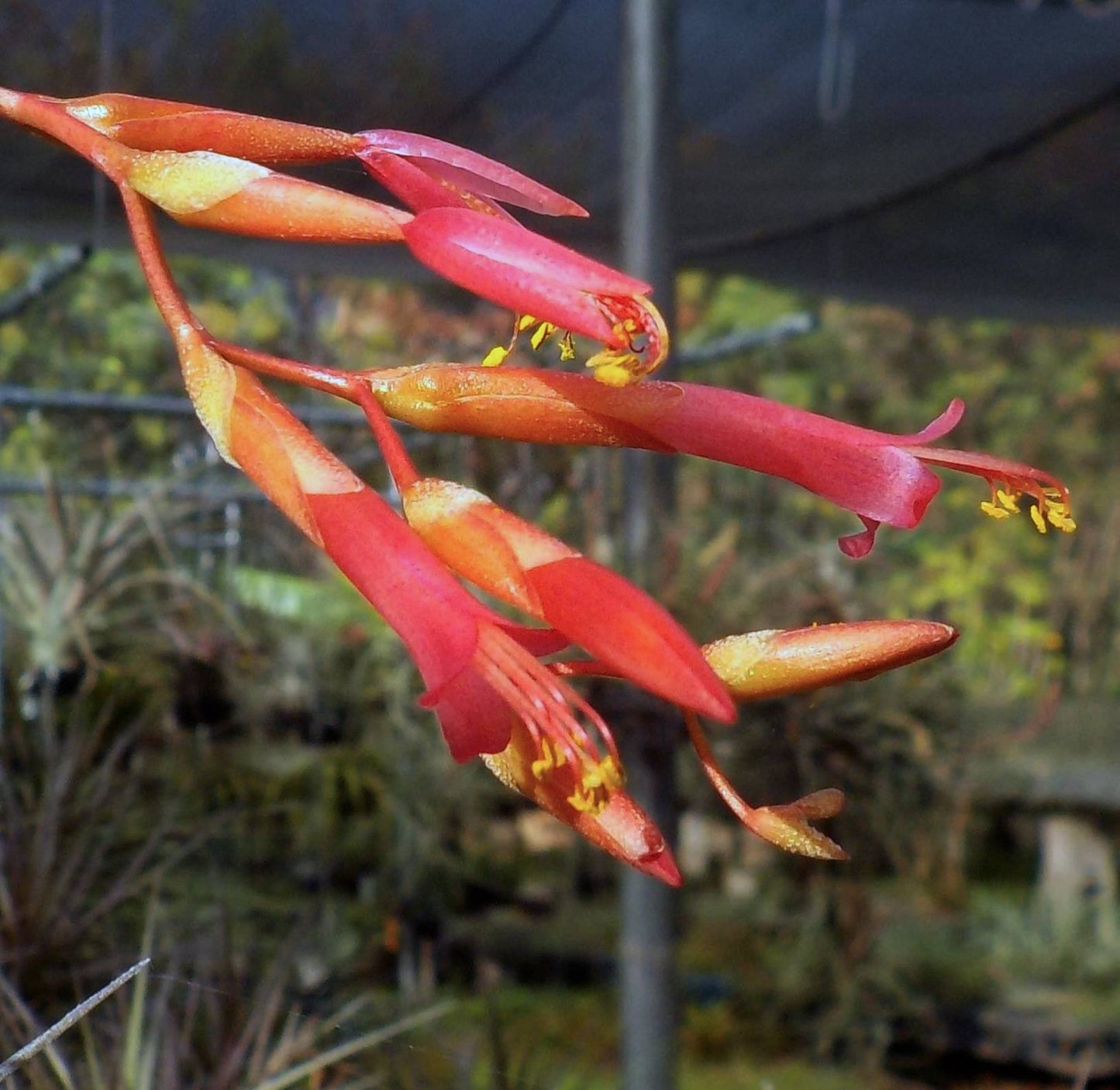 Tillandsia argentea