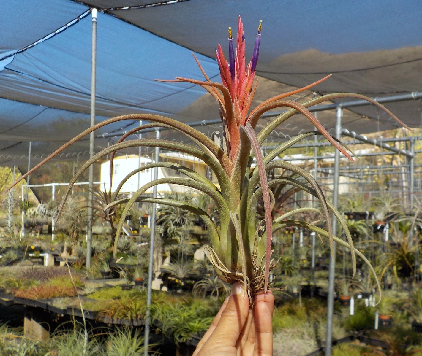 Tillandsia JD Medusa. (Aleta x caput-medusae)