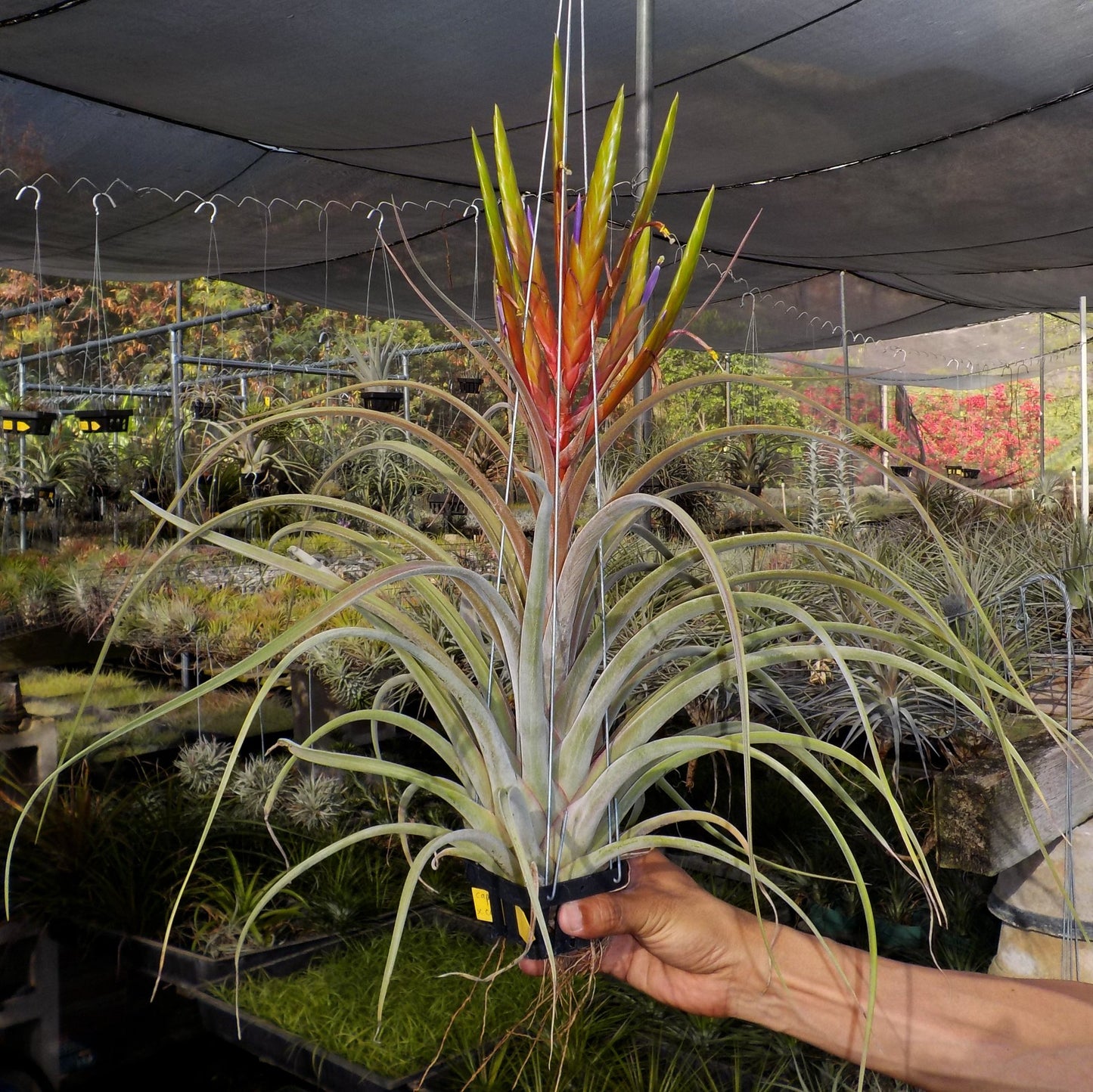 Tillandsia concolor x caput-medusae