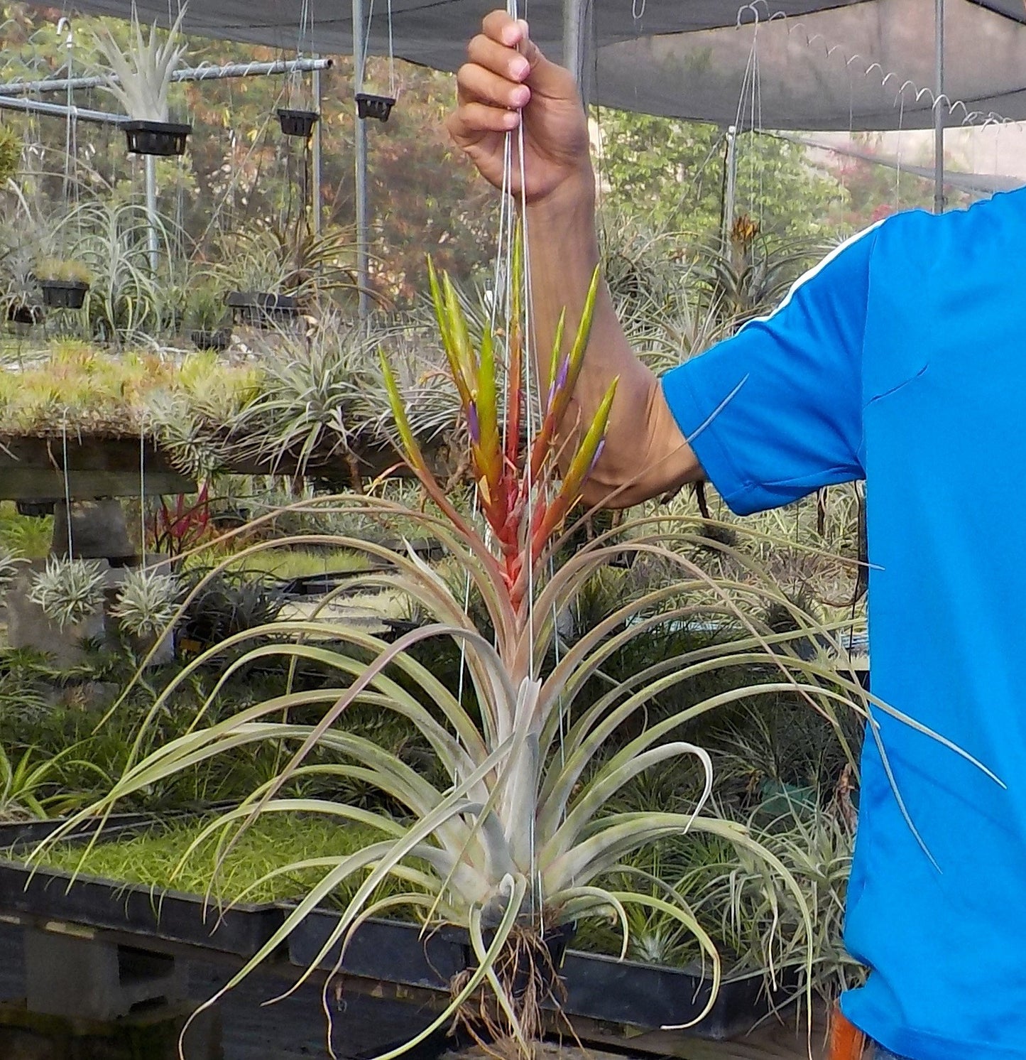 Tillandsia concolor x caput-medusae