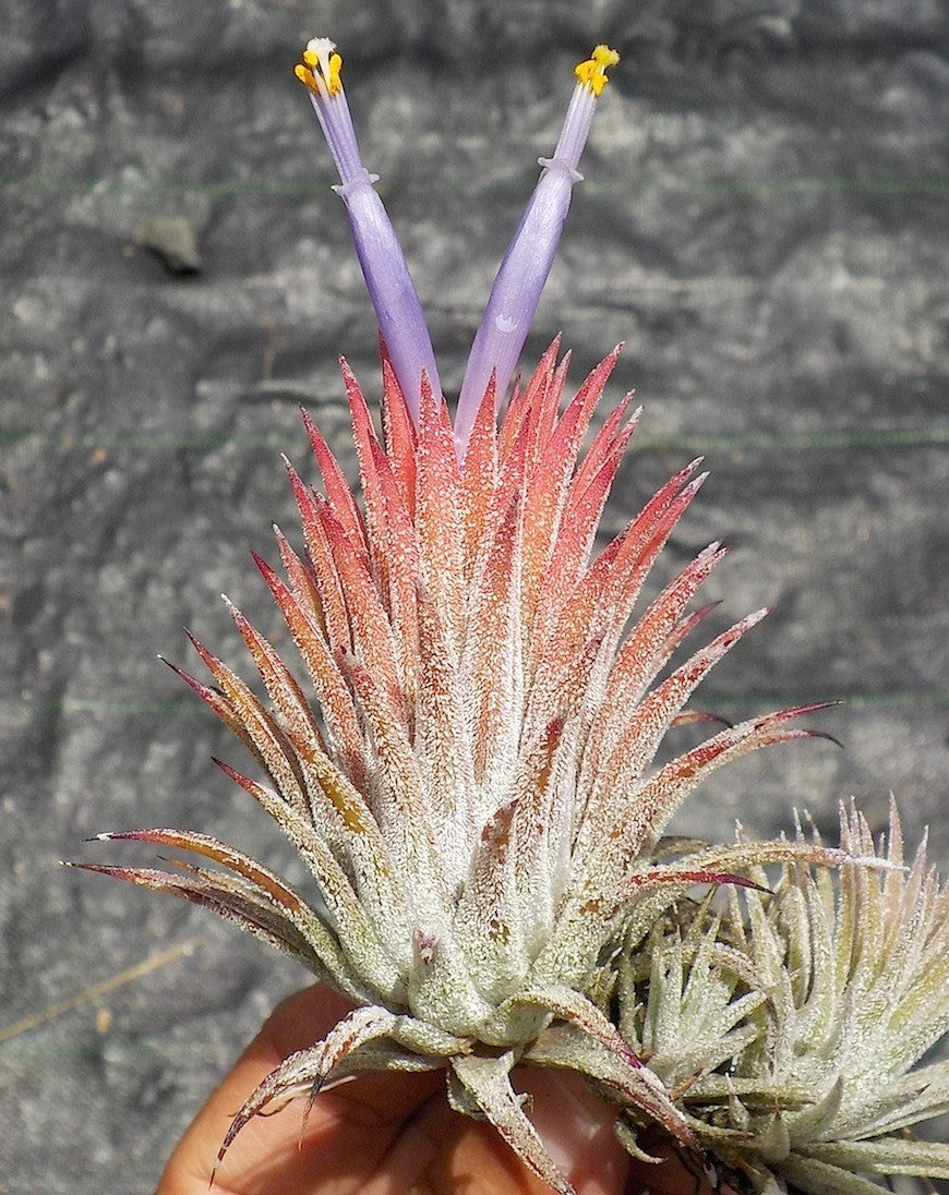 Tillandsia ionantha Hawaiian Orange