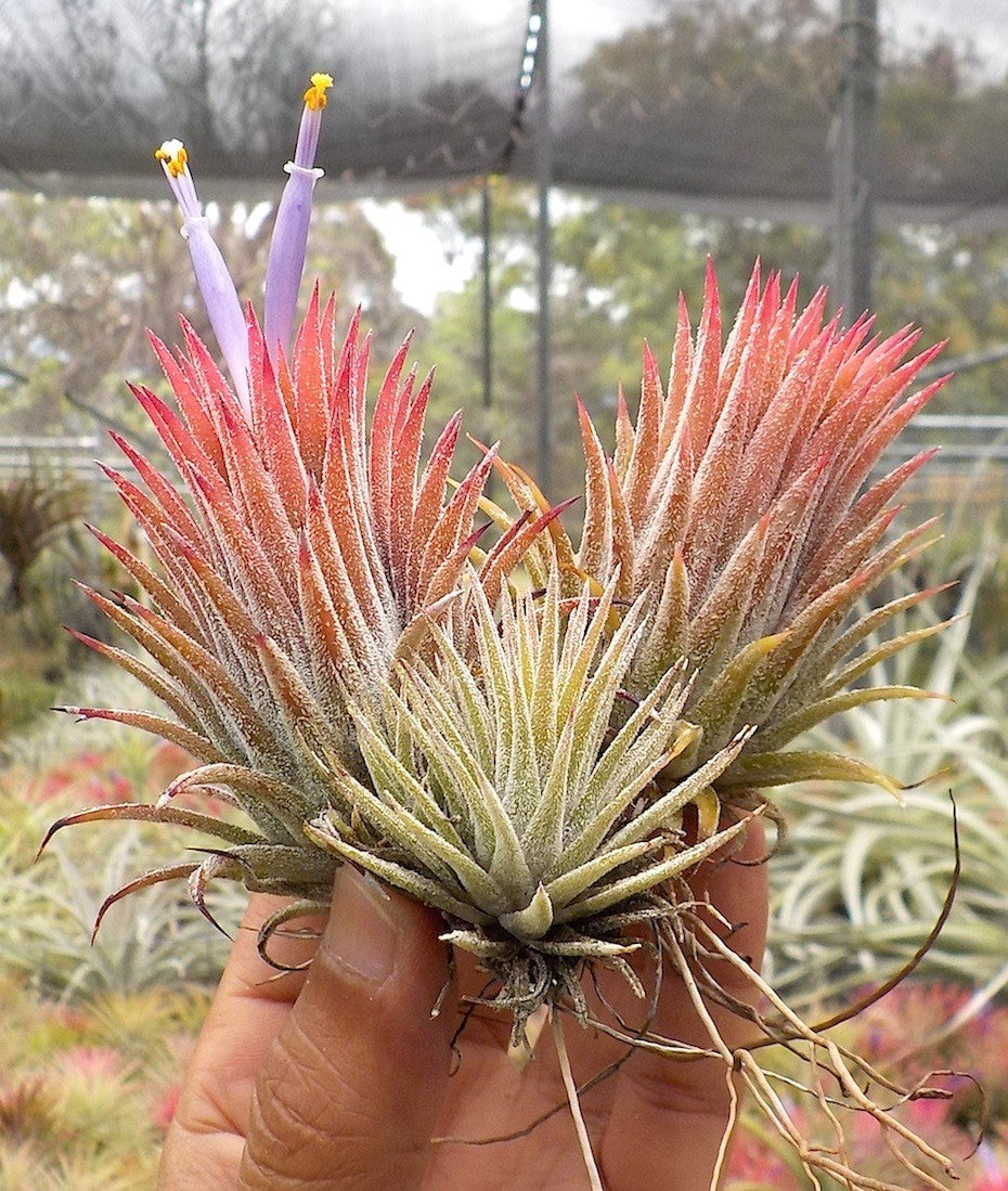 Tillandsia ionantha Hawaiian Orange