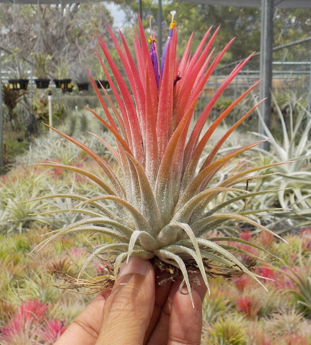 Tillandsia ionantha Big Kahuna. (ionantha Peach x ionantha Maxima)