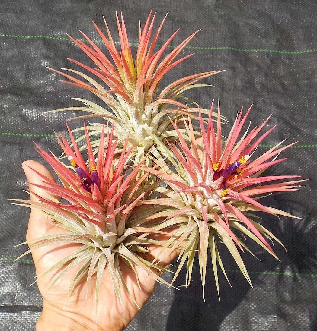 Tillandsia ionantha Big Kahuna. (ionantha Peach x ionantha Maxima)