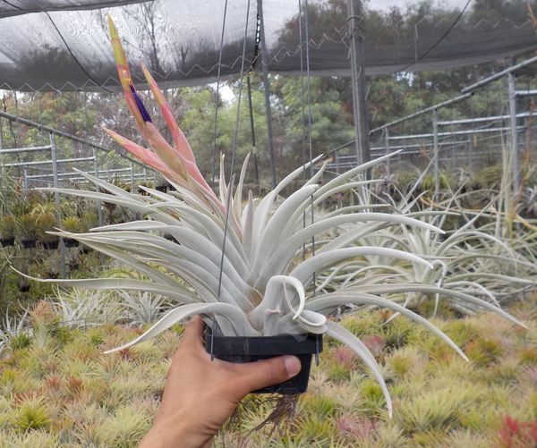 Tillandsia Queen's Surprise. (carlsoniae x achyrostachys)