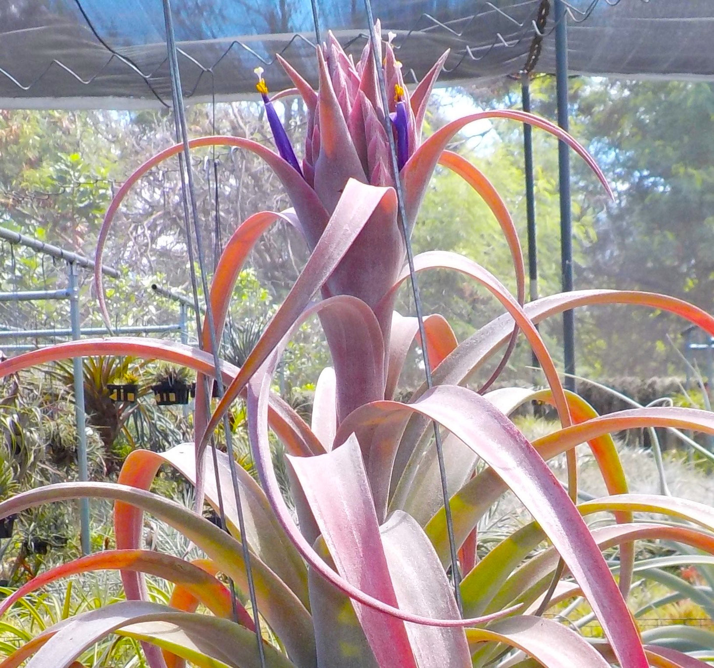 Tillandsia Coconut Grove. (chiapensis x capitata red)