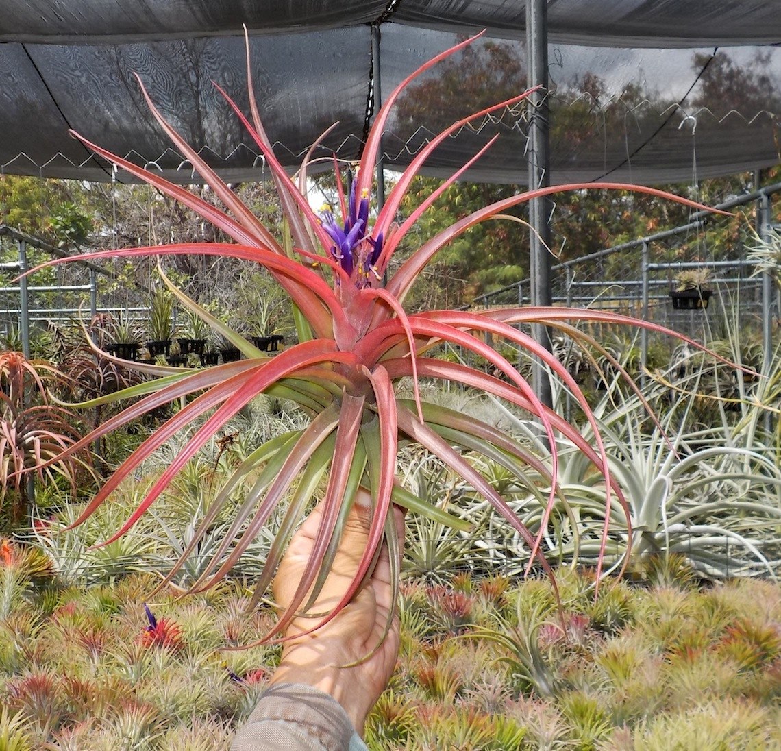 Tillandsia Hawaiian Sparkler. (Aleta x capitata Roja)