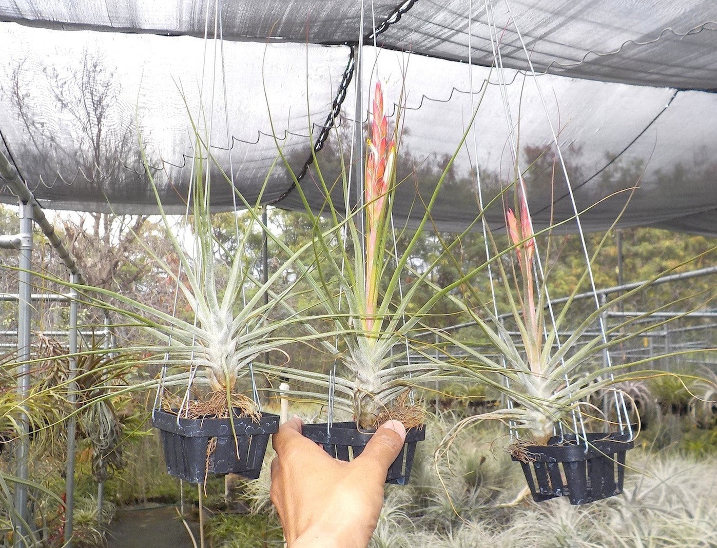 Tillandsia Hawaiian Star. (bulbosa large form x schiedeana)