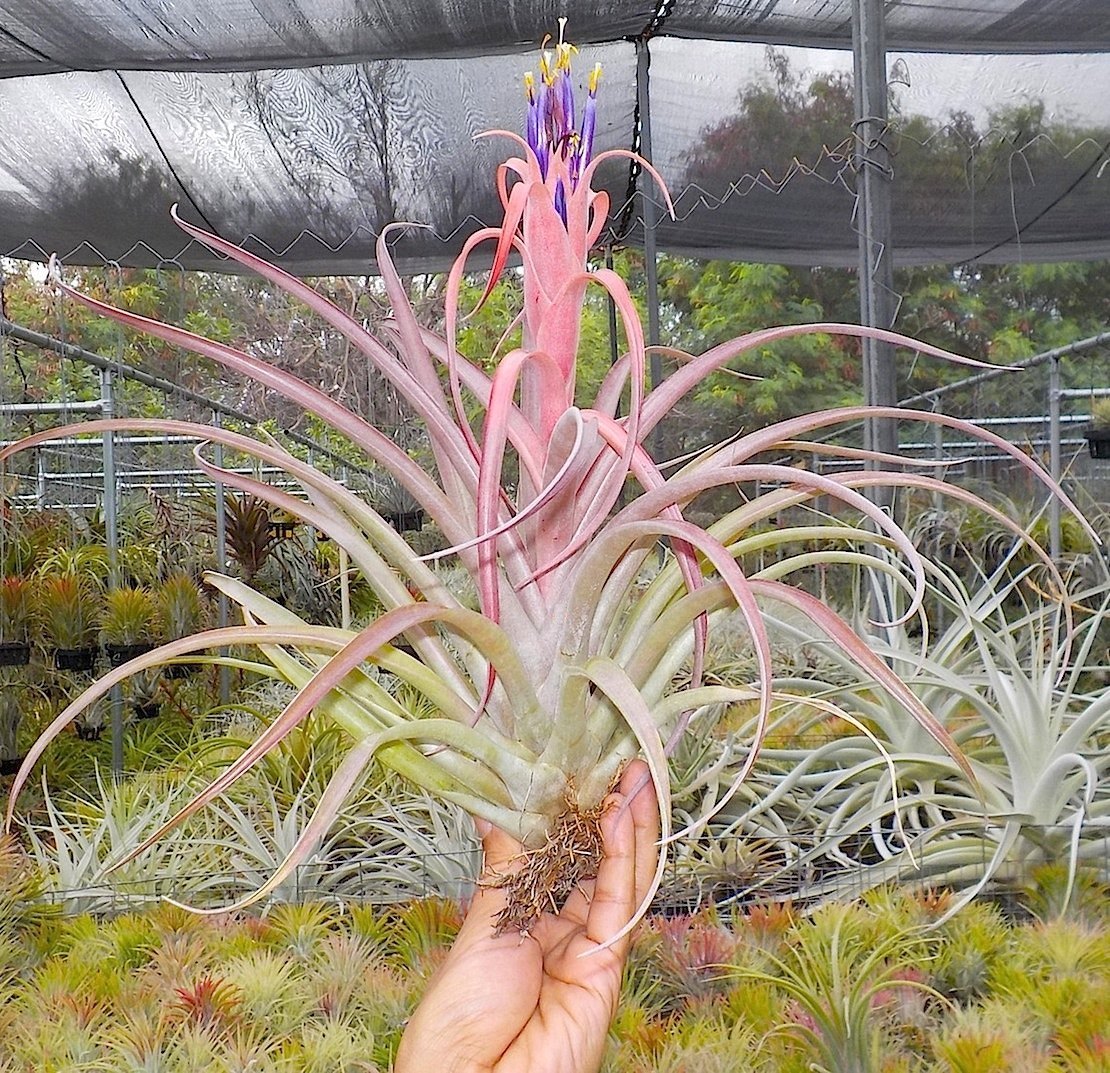 Tillandsia Domingo's Flare. (harrisii x capitata Roja)