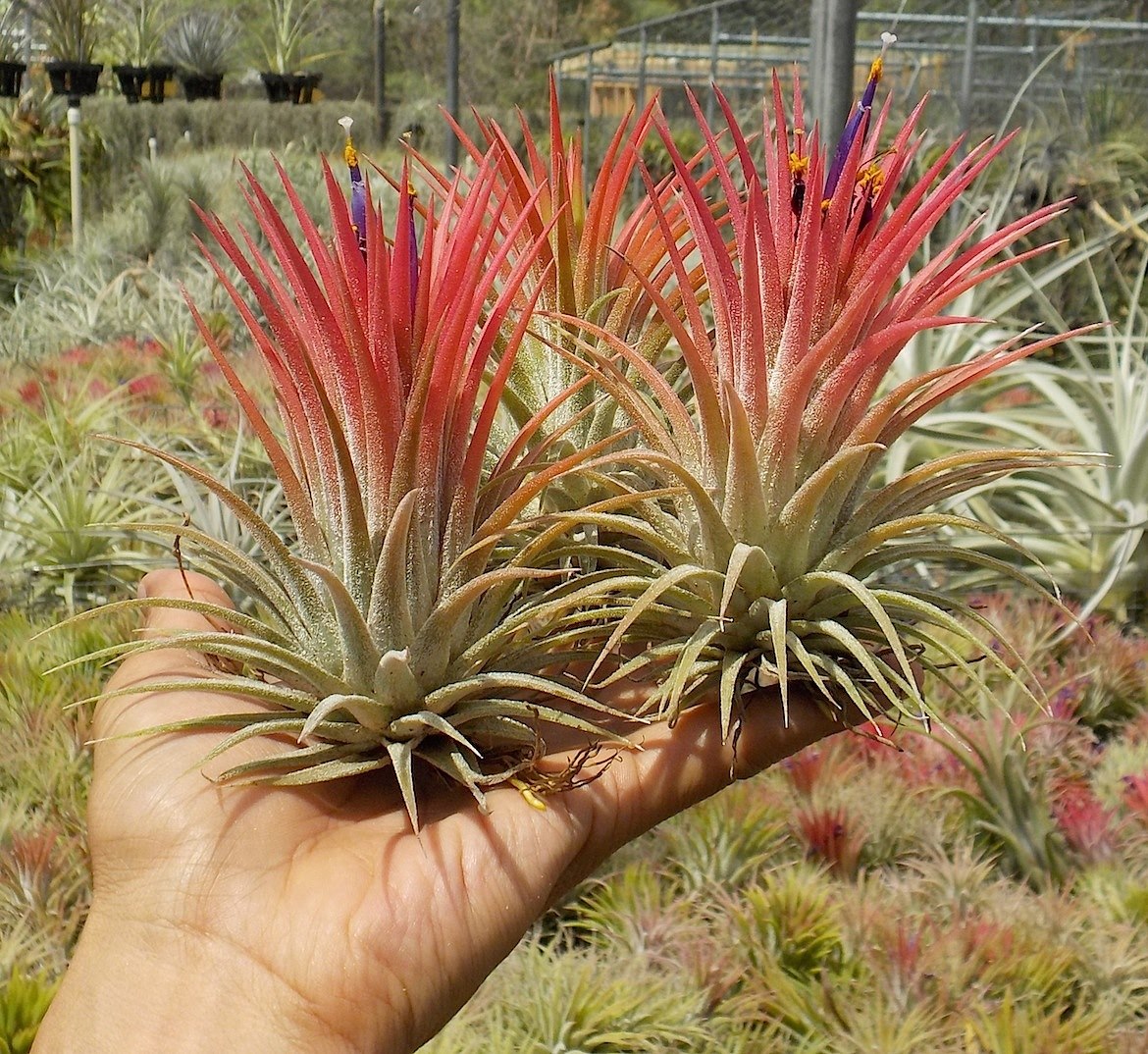 Tillandsia ionantha Big Kahuna. (ionantha Peach x ionantha Maxima)