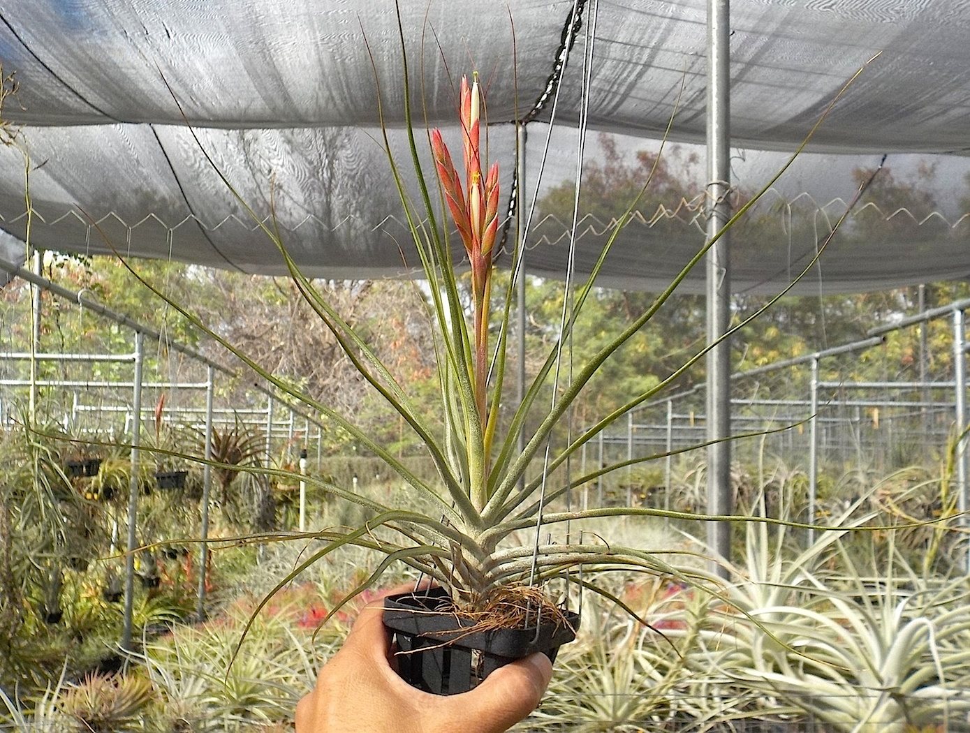 Tillandsia Hawaiian Star. (bulbosa large form x schiedeana)