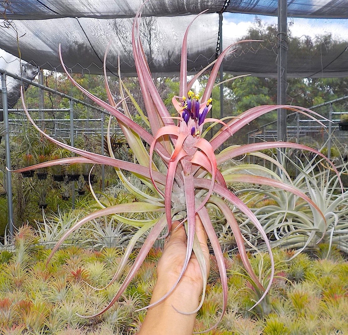 Tillandsia Domingo's Flare. (harrisii x capitata Roja)