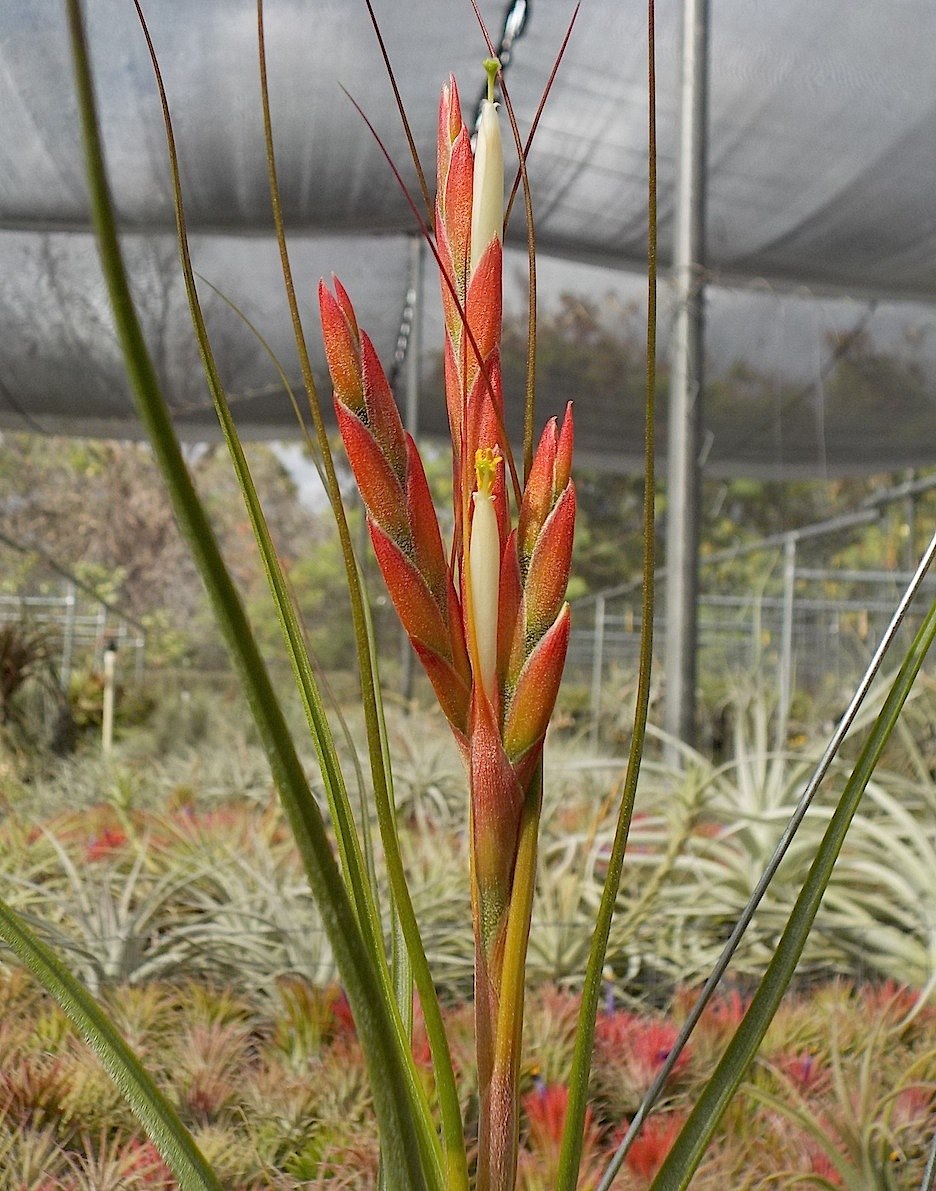 Tillandsia Hawaiian Star. (bulbosa large form x schiedeana)