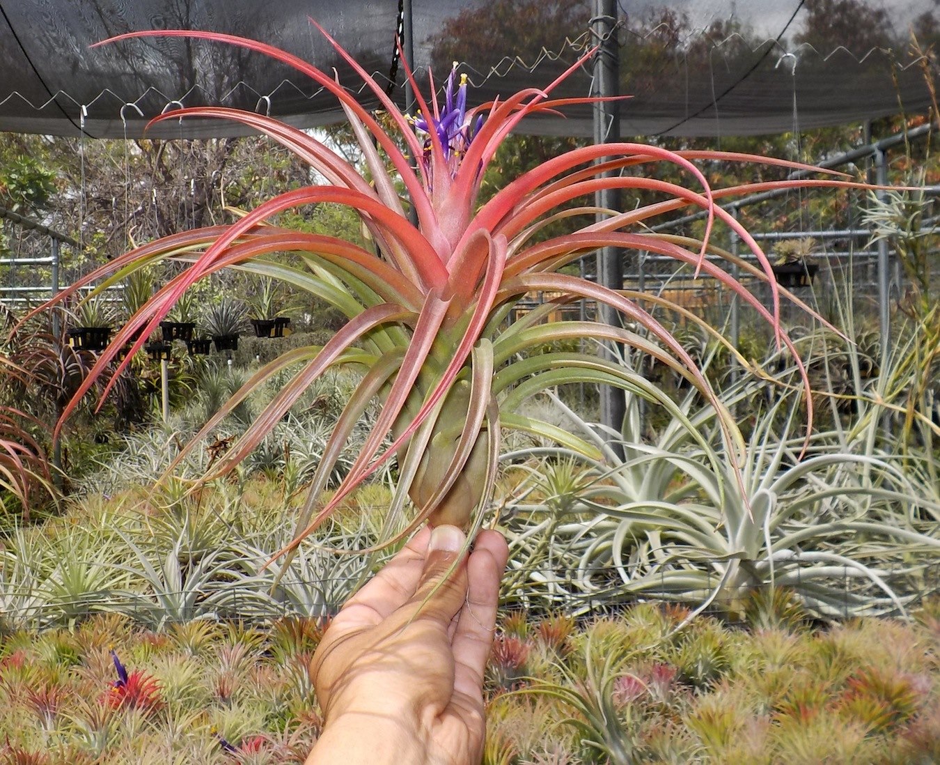 Tillandsia Hawaiian Sparkler. (Aleta x capitata Roja)