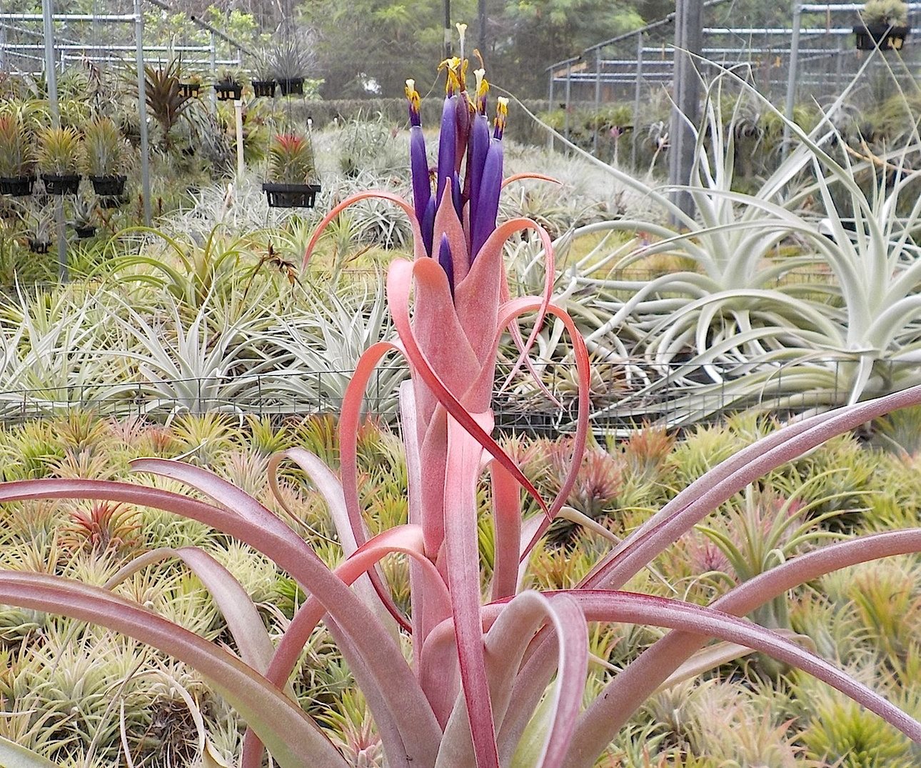 Tillandsia Domingo's Flare. (harrisii x capitata Roja)