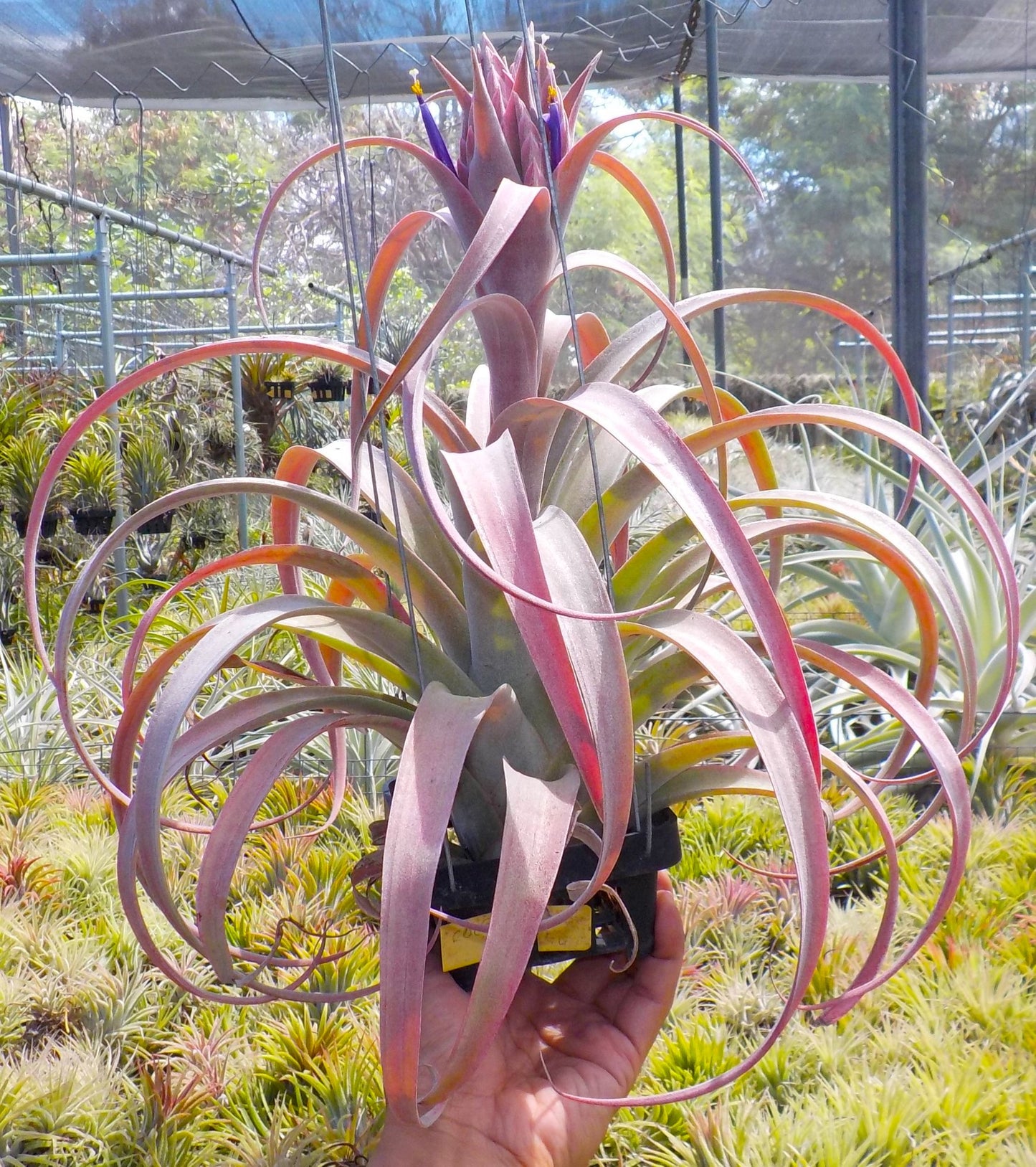 Tillandsia Coconut Grove. (chiapensis x capitata red)