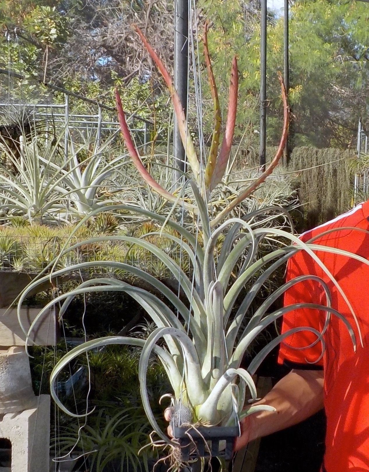 Tillandsia chiapensis x caput-medusae