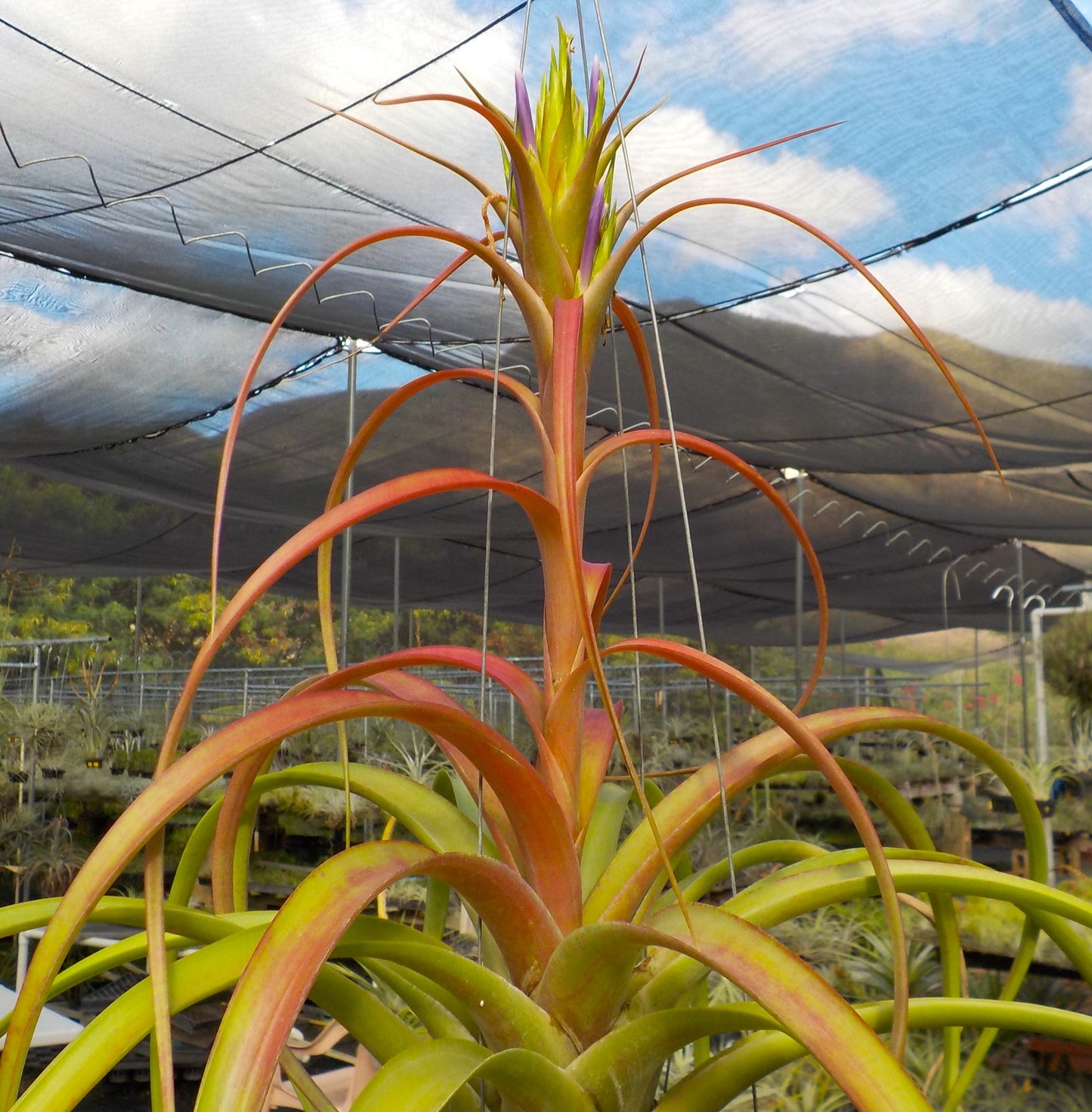 Tillandsia capitata Roja x roland-gosselinii