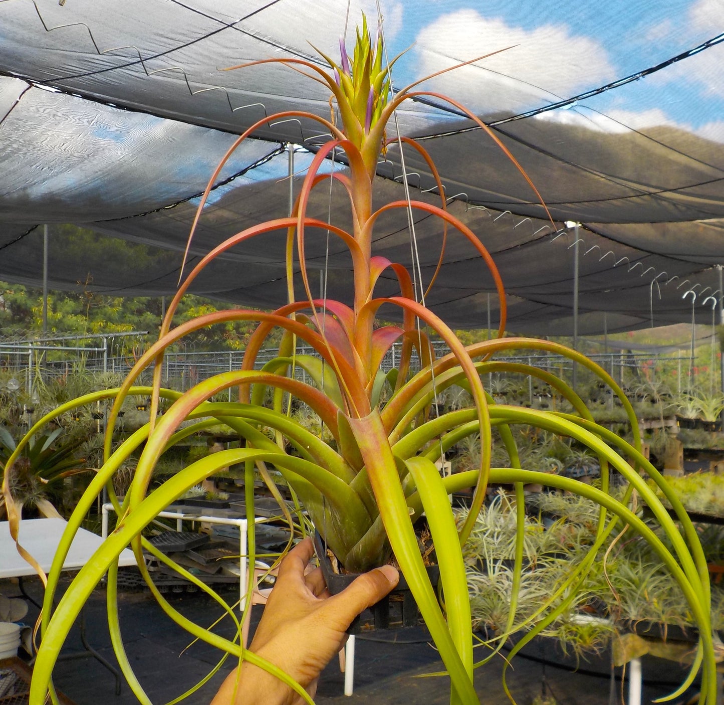 Tillandsia capitata Roja x roland-gosselinii