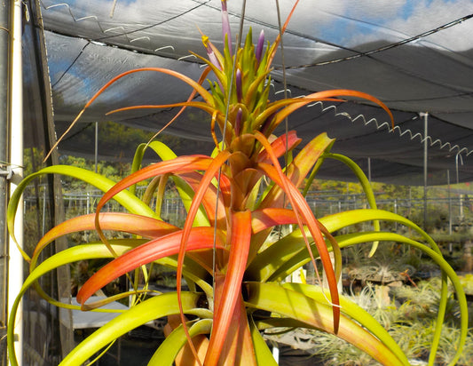 Tillandsia capitata Roja x roland-gosselinii