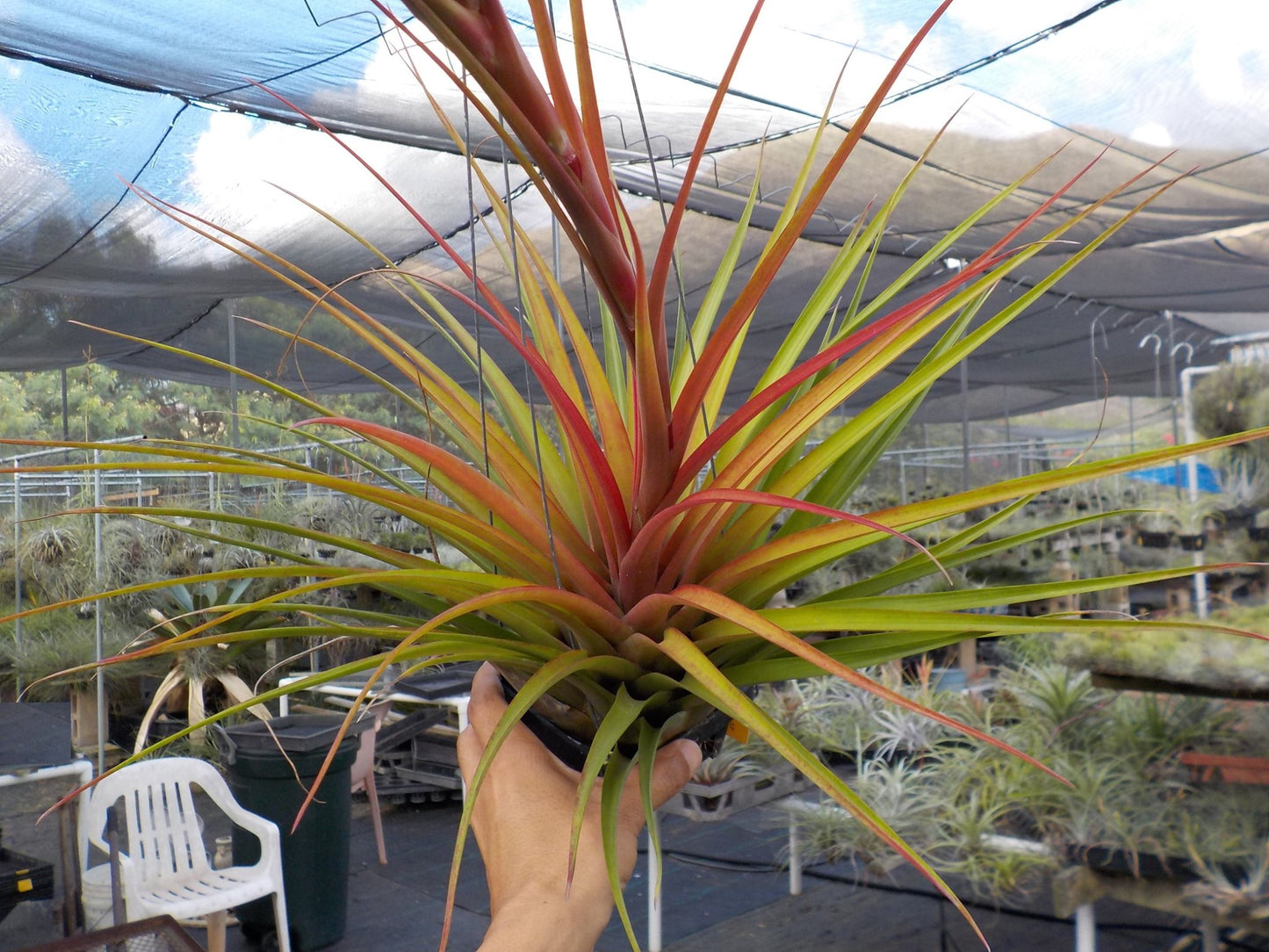 Tillandsia tricolor x capitata Roja