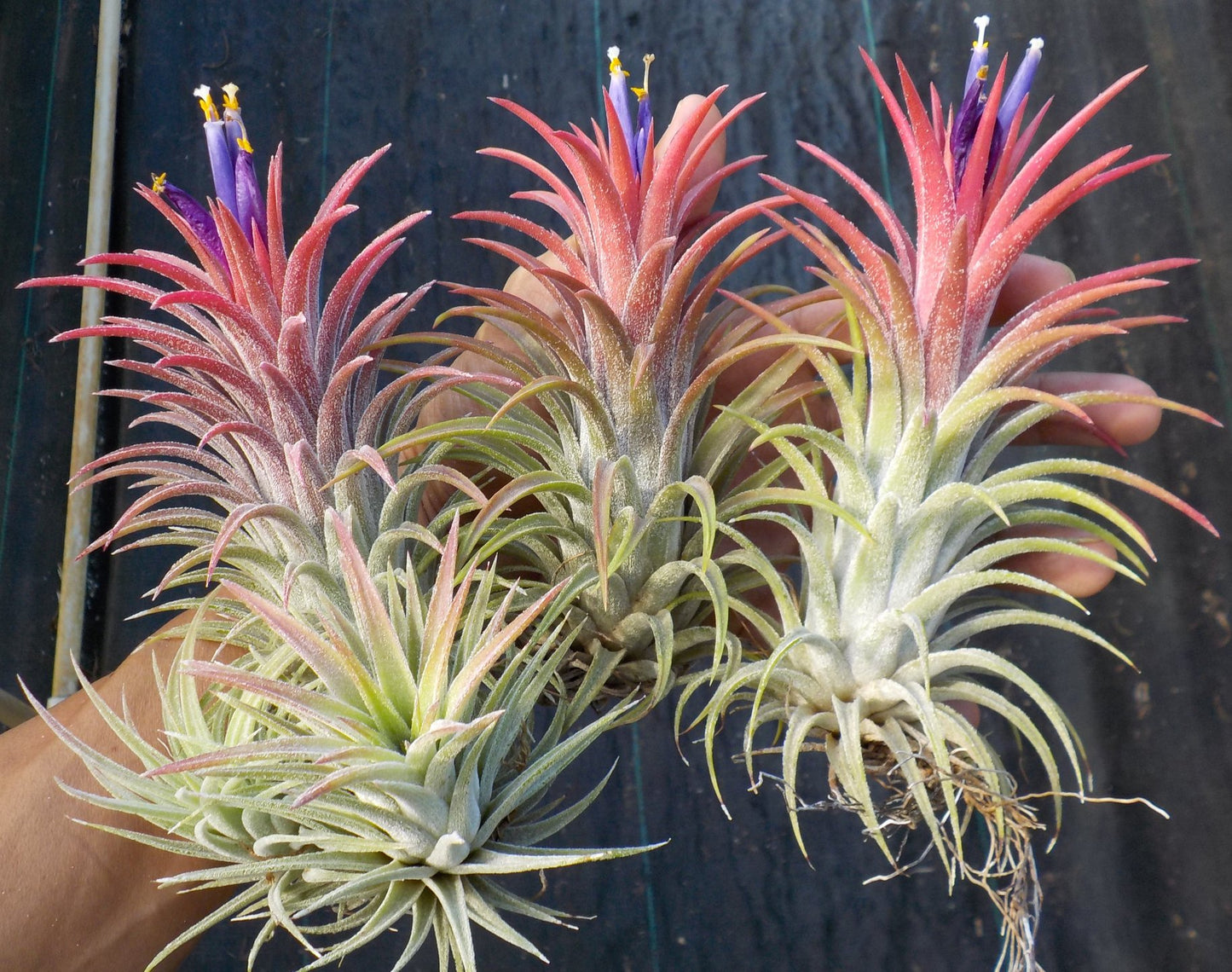 Tillandsia ionantha Hawaiian Red. (ionantha mexico x ionantha vanhyningii)