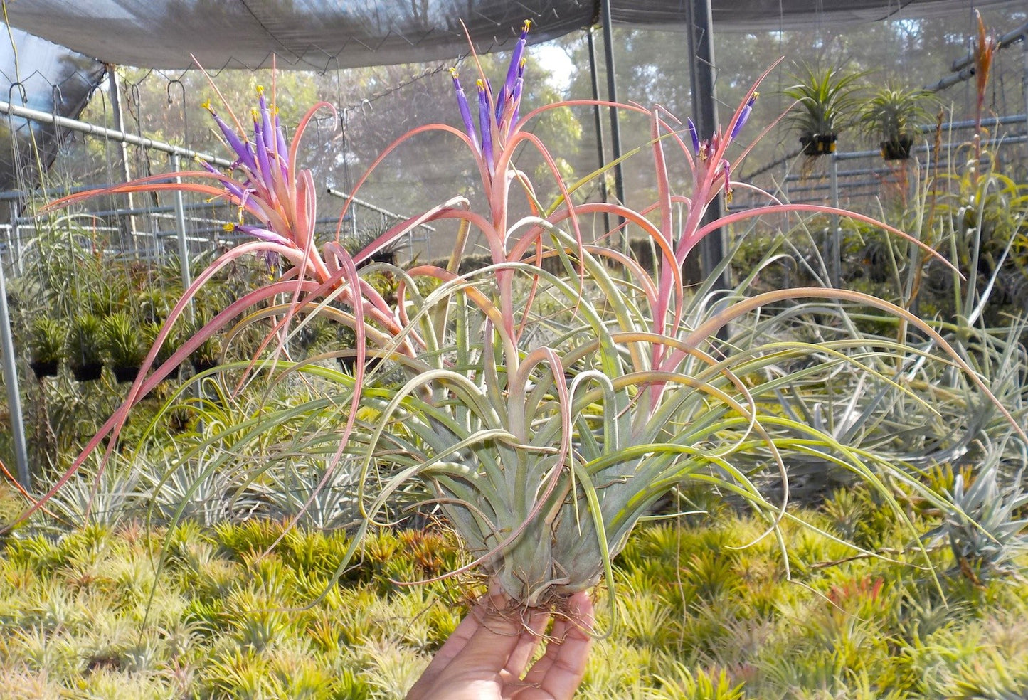 Tillandsia Hawaiian Fun. (baileyi x brachycaulos)