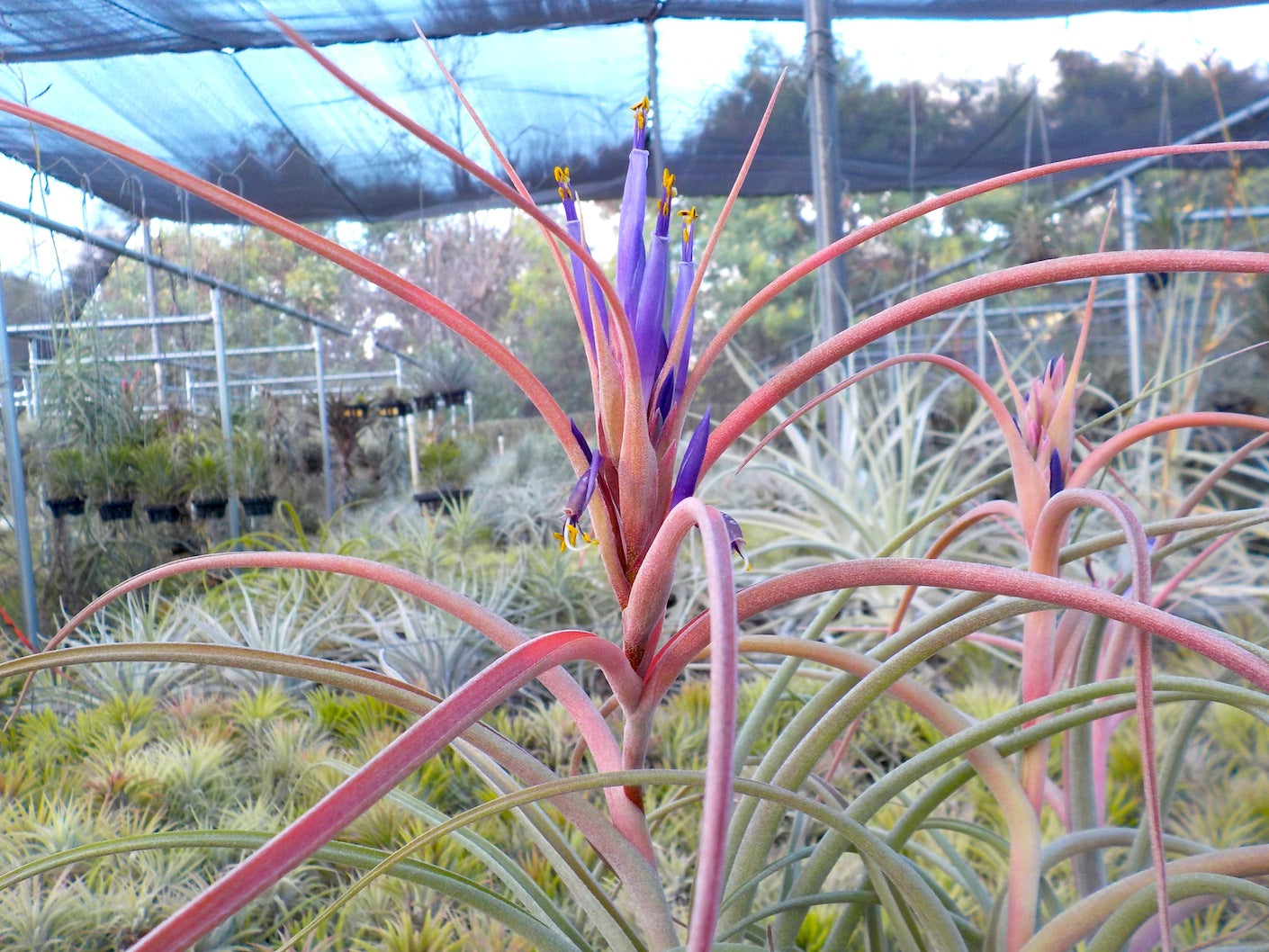 Tillandsia Hawaiian Fun. (baileyi x brachycaulos)