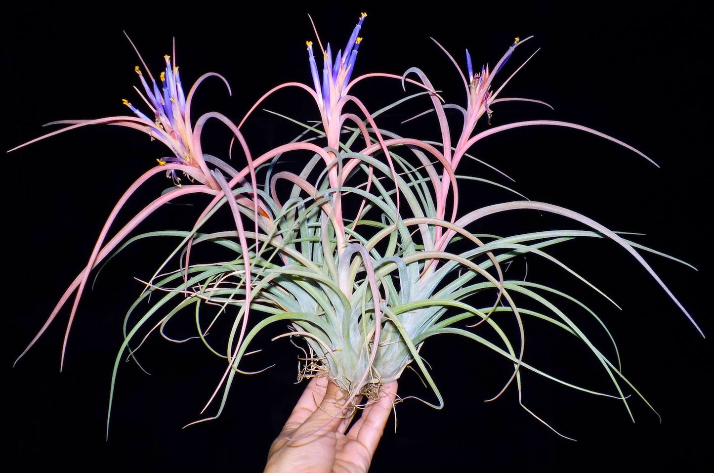 Tillandsia Hawaiian Fun. (baileyi x brachycaulos)