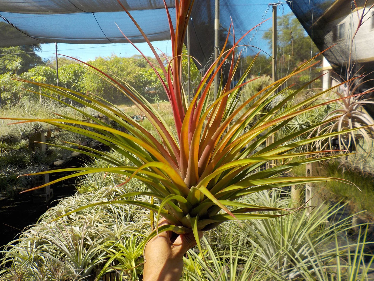 Tillandsia tricolor x capitata Roja