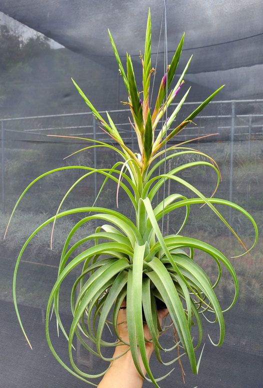 Tillandsia concolor x streptophylla