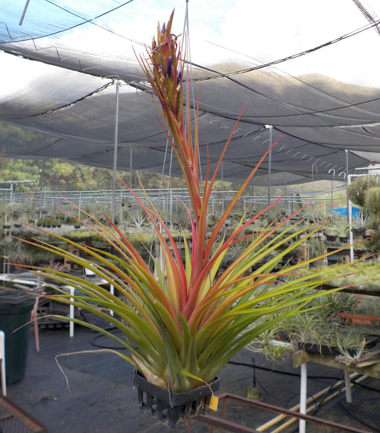 Tillandsia tricolor x capitata Roja