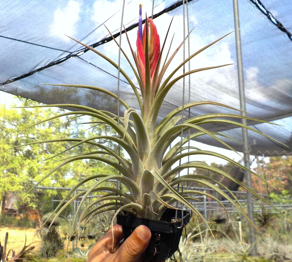 Tillandsia Domingo's Singular. (ionantha vanhyningii x jalisco-monticola)