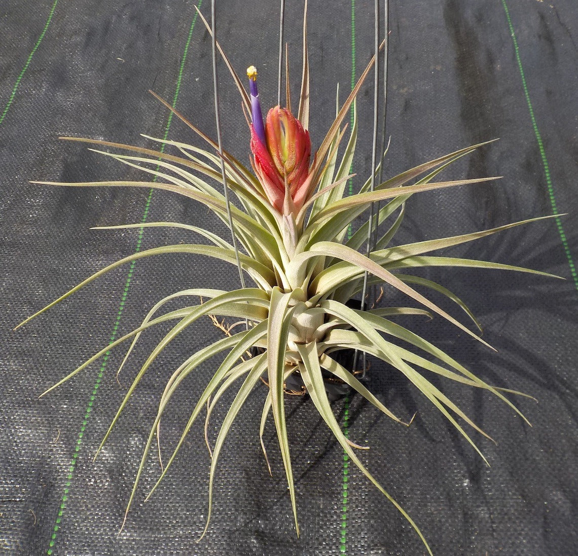 Tillandsia Domingo's Singular. (ionantha vanhyningii x jalisco-monticola)