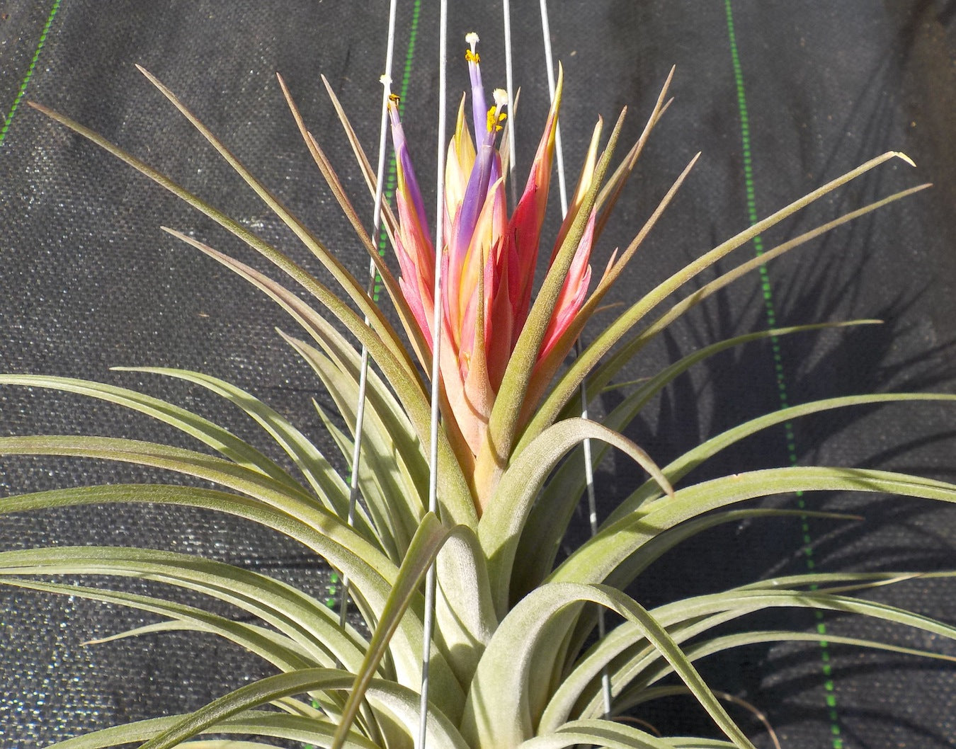 Tillandsia Domingo's Plural. (ionantha vanhyningii x jalisco-monticola)