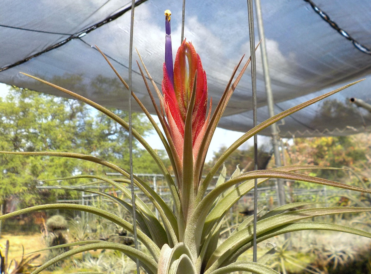 Tillandsia Domingo's Singular. (ionantha vanhyningii x jalisco-monticola)