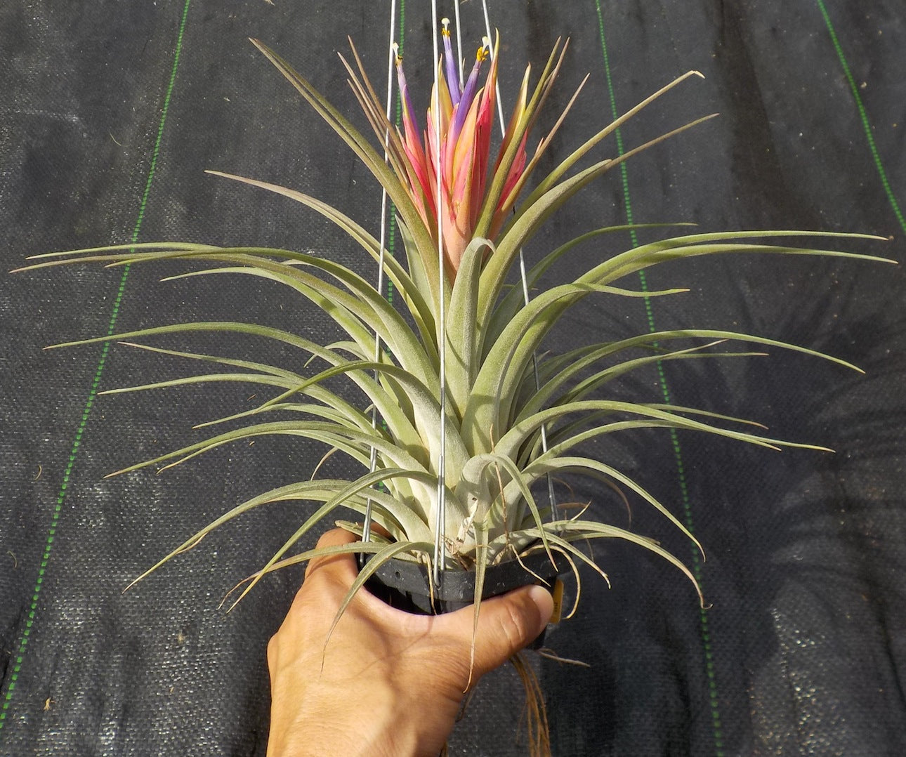 Tillandsia Domingo's Plural. (ionantha vanhyningii x jalisco-monticola)