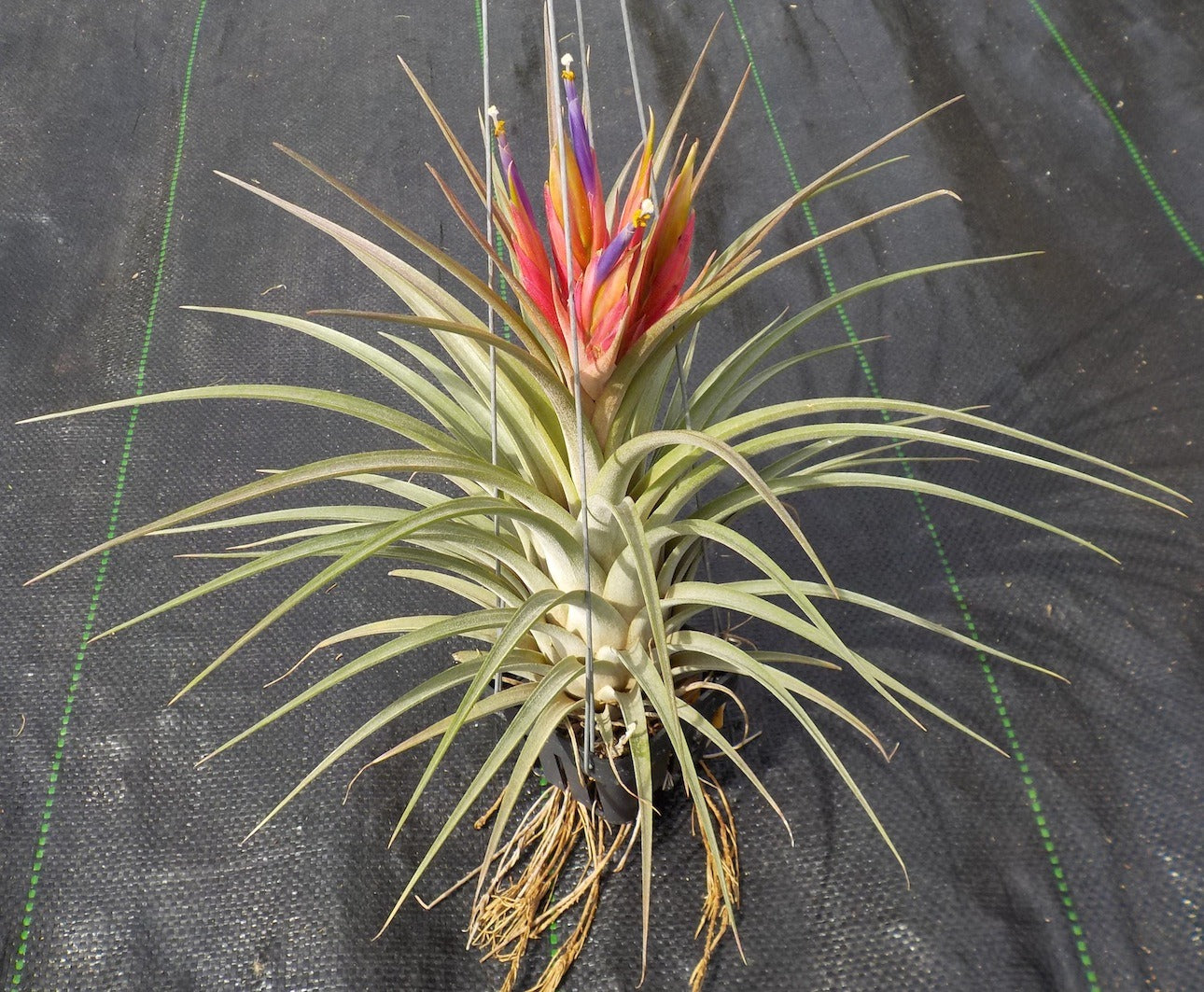 Tillandsia Domingo's Plural. (ionantha vanhyningii x jalisco-monticola)