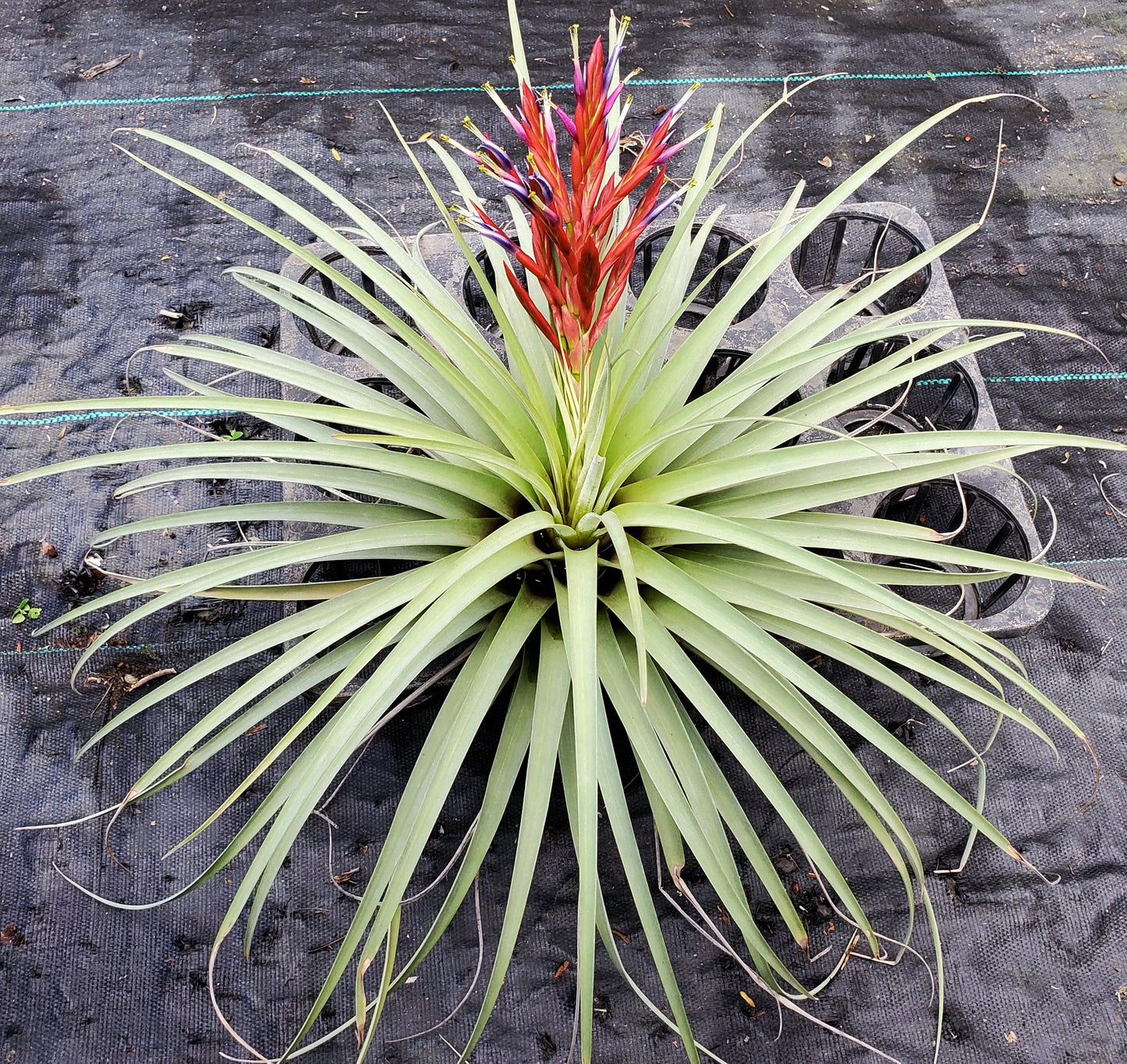 Tillandsia flagellata