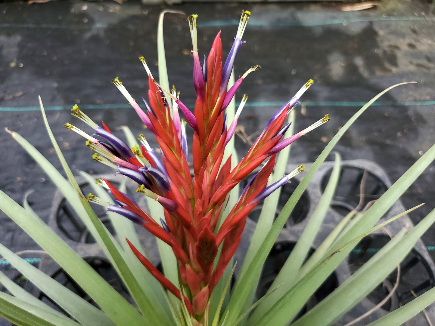 Tillandsia flagellata