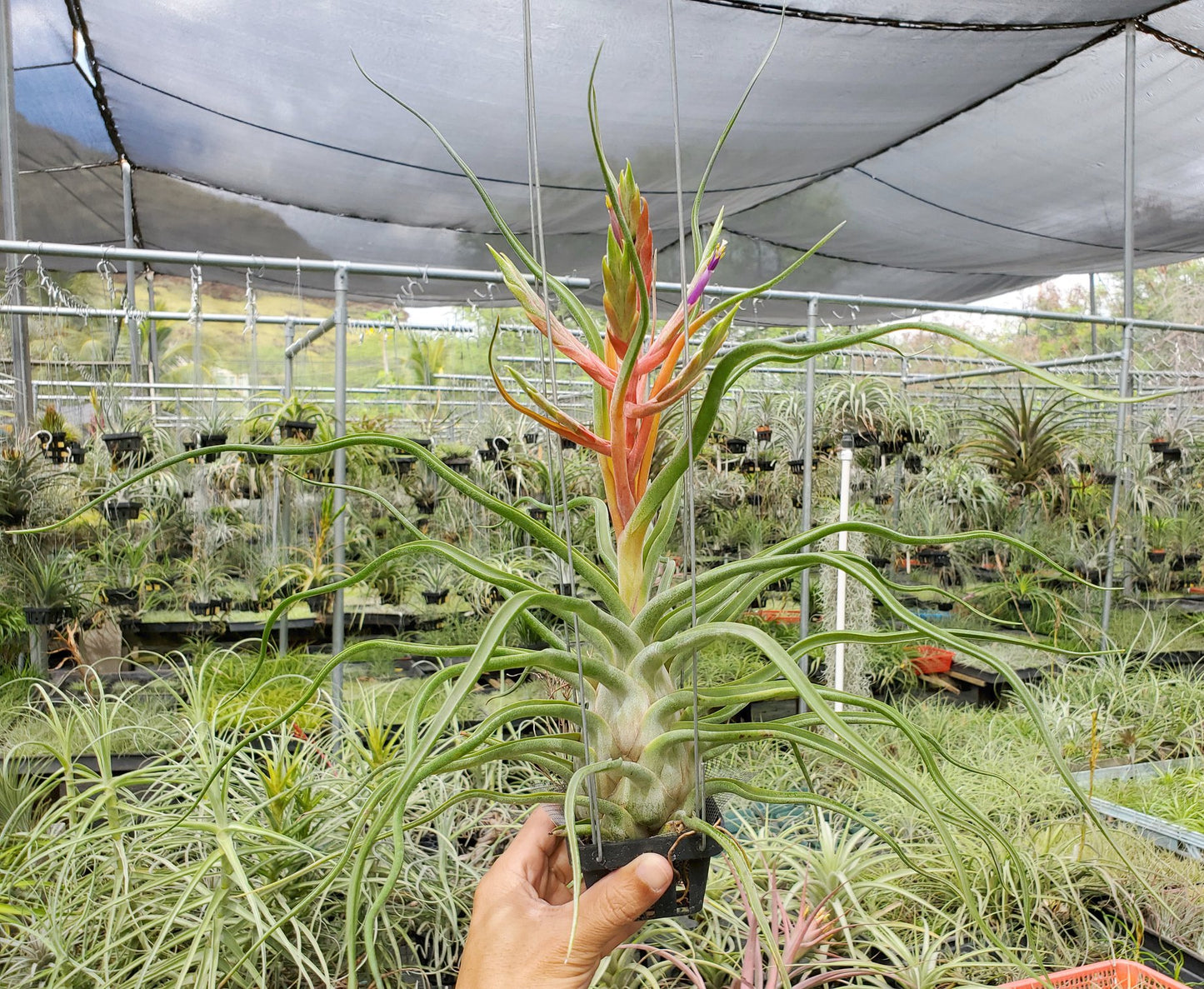 Tillandsia bulbosa x caput-medusae