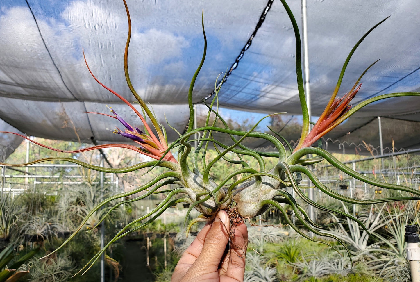 Tillandsia DeEtte. (califano x bulbosa large form)