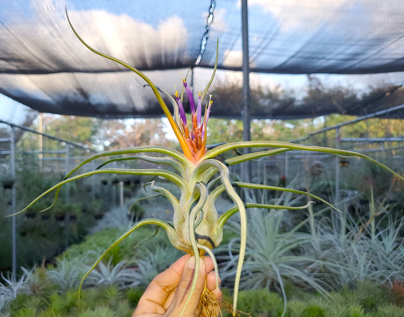 Tillandsia DeEtte. (califano x bulbosa large form)