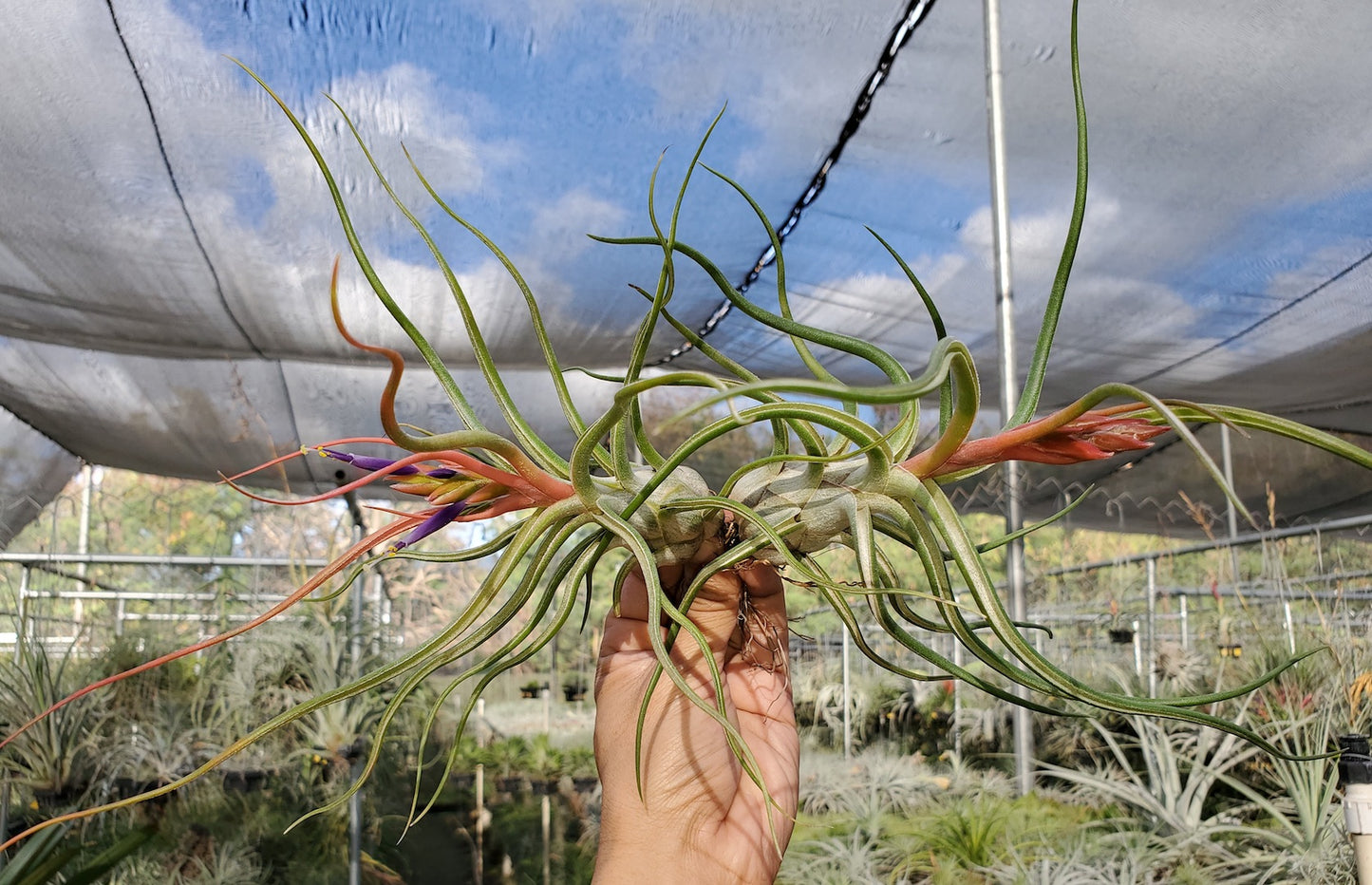 Tillandsia DeEtte. (califano x bulbosa large form)