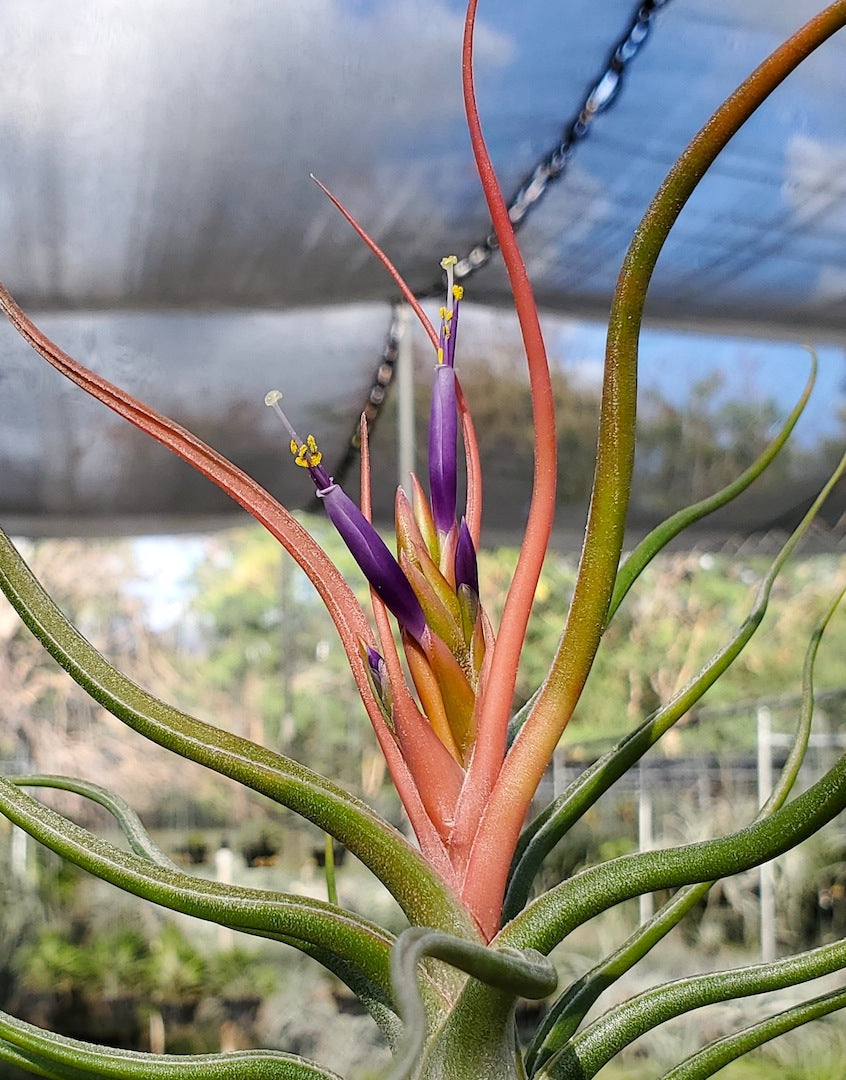 Tillandsia DeEtte. (califano x bulbosa large form)