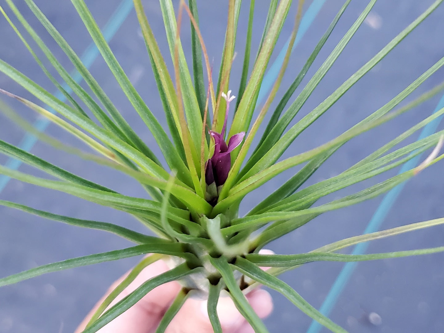 Tillandsia Hawaiian Baby. (funckiana x bulbosa belize large form)