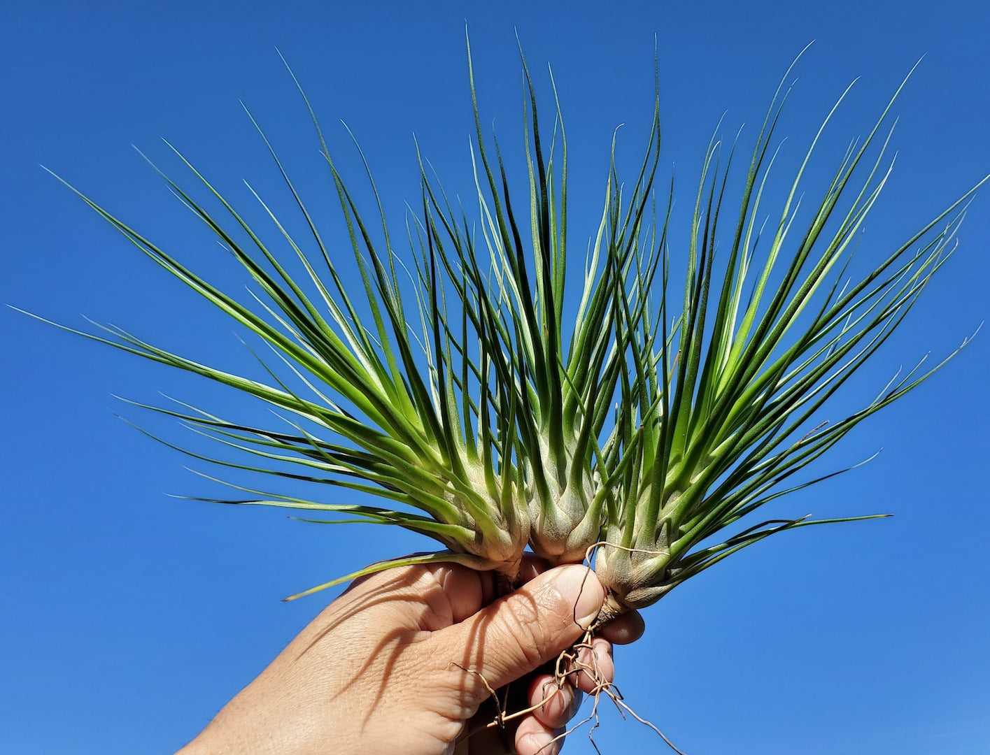 Tillandsia Hawaiian Baby. (funckiana x bulbosa belize large form)